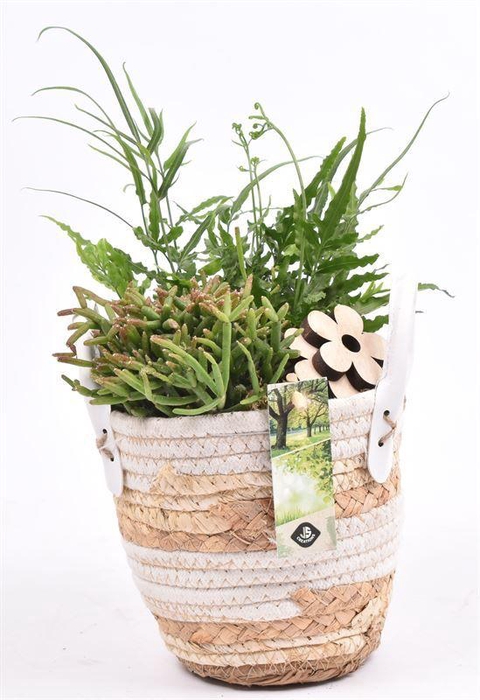 <h4>Maismand met oren Dia 13</h4>