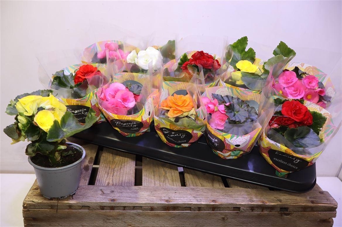 <h4>arr8 Beg Du Gem</h4>