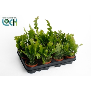 Epiphyllur Anguliger