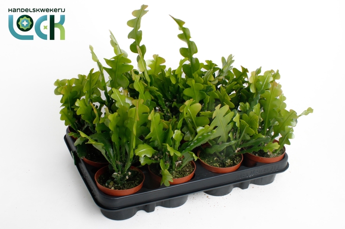 <h4>Epiphyllur Anguliger</h4>