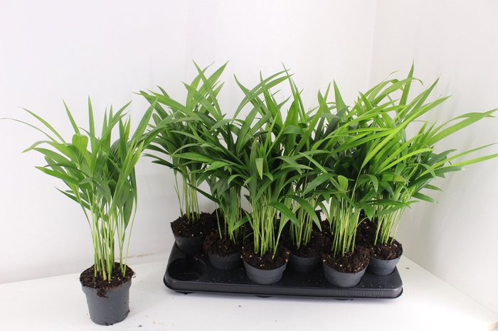 <h4>DYPSIS LUTESCENS</h4>