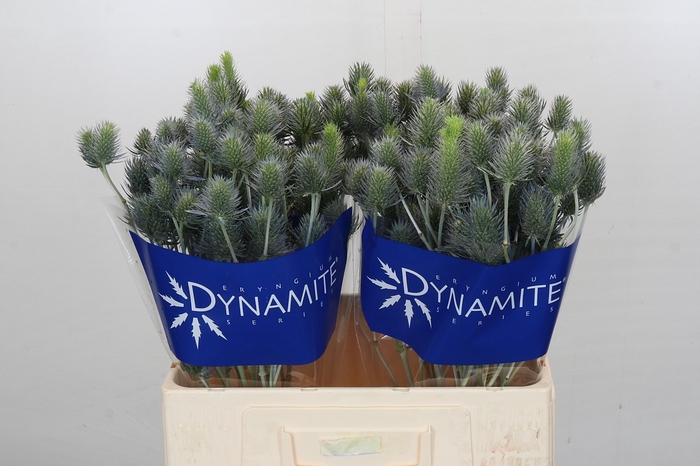 Eryngium Electric Dynamite