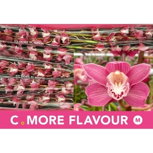 CYMB MI ISABEL SANDE