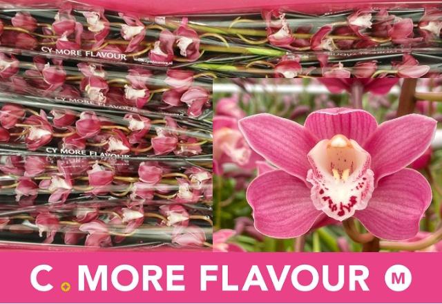 <h4>CYMB MI ISABEL SANDE</h4>