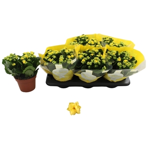 KAL GE AMARILLO YELL