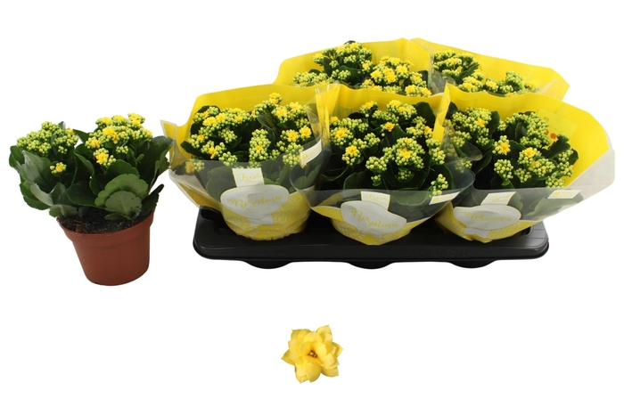 <h4>KAL GE AMARILLO YELL</h4>