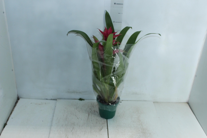 <h4>GUZM. PINK P14</h4>