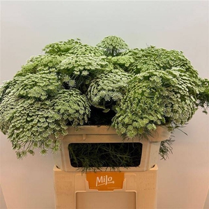 Ammi vis casablanca