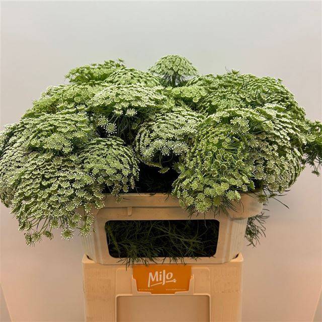 <h4>Ammi vis casablanca</h4>