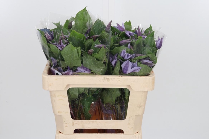 <h4>Clem Star River Lavendel</h4>