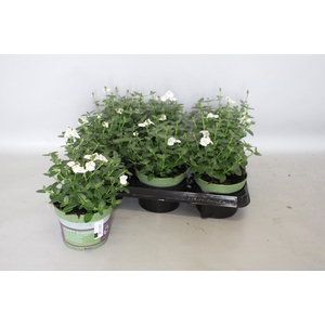 Diascia White