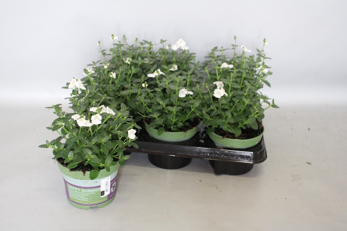 <h4>Diascia White</h4>