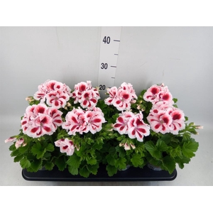 Pelargonium gran.   ..