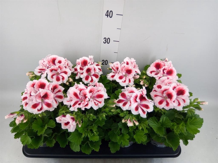 <h4>Pelargonium gran.   ..</h4>