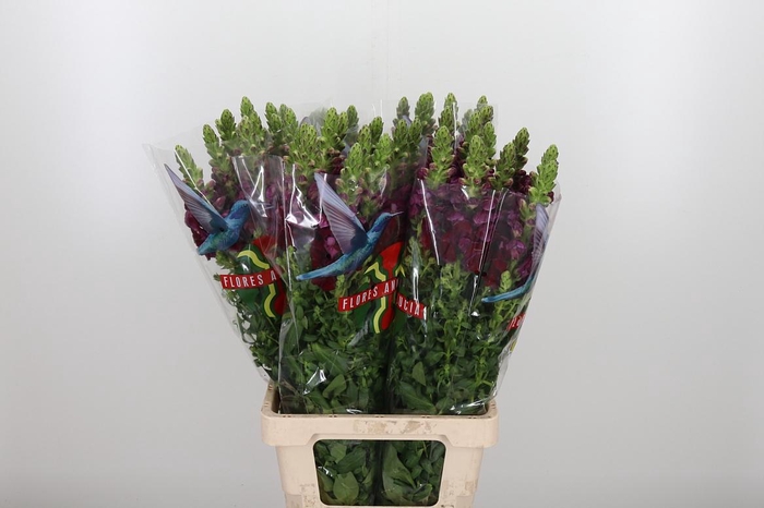 <h4>Antirrhinum Po Red</h4>