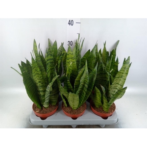 Sansevieria zeylanica