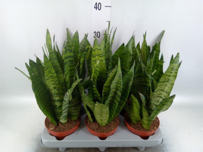 <h4>Sansevieria zeylanica</h4>
