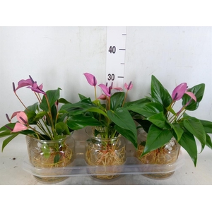 Anthurium  'Zizou'