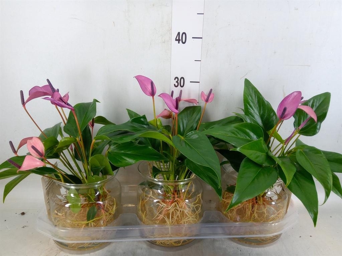 <h4>Anthurium  'Zizou'</h4>