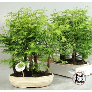 BONSAI OV