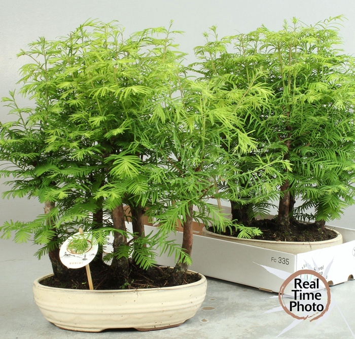 <h4>BONSAI OV</h4>