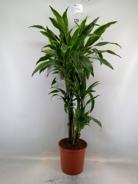 <h4>Dracaena fr de 'Art'</h4>