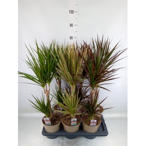 Dracaena   ...mix