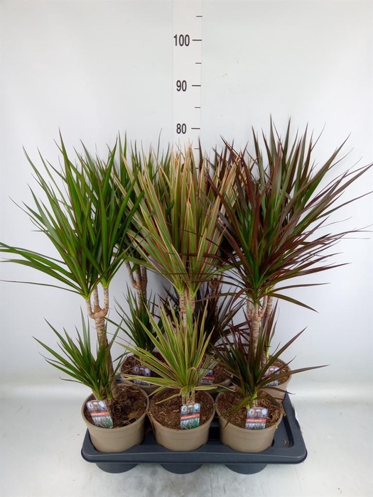 <h4>Dracaena ...mix</h4>