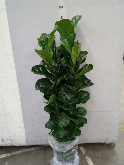 <h4>Ficus lyrata 'Bambino'</h4>