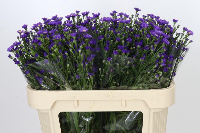 <h4>Aster Casamare</h4>