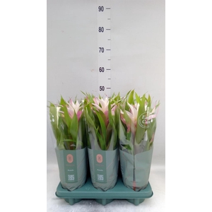 Guzmania  'Deseo Magical White'