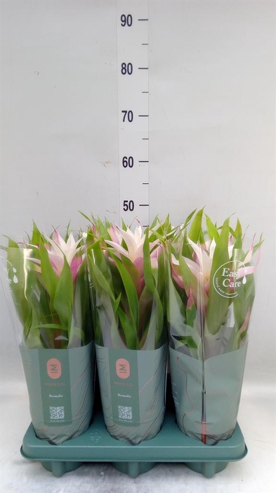 <h4>Guzmania 'Deseo Magical White'</h4>