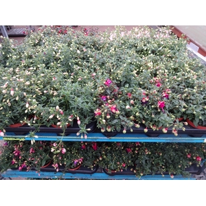 FUCHSIA MIXK