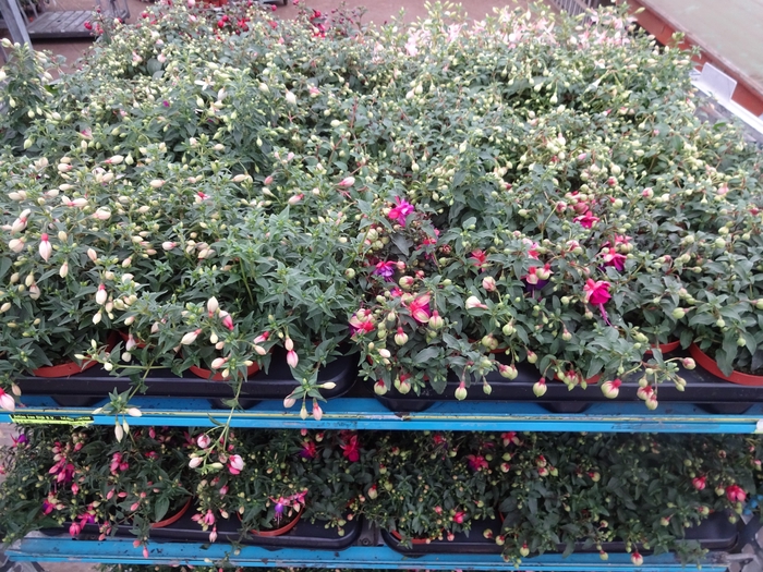 <h4>FUCHSIA MIXK</h4>