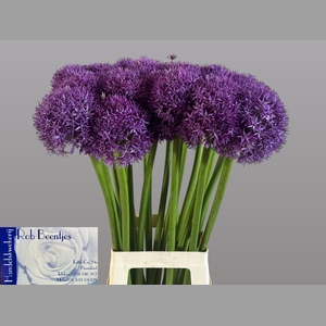 ALLIUM GLOBEMASTER