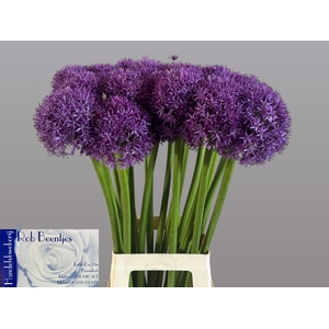 ALLIUM GLOBEMASTER