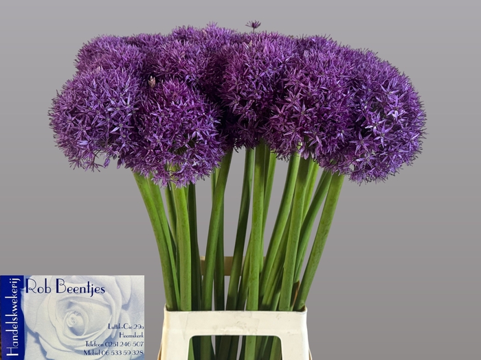 <h4>ALLIUM GLOBEMASTER</h4>