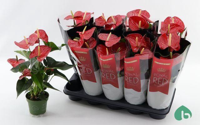 <h4>Anthurium Andr. Querida</h4>