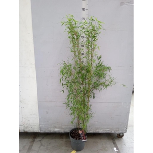 Fargesia  'Jiuzhaigou 1'