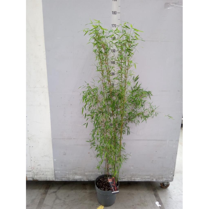 <h4>Fargesia  'Jiuzhaigou 1'</h4>