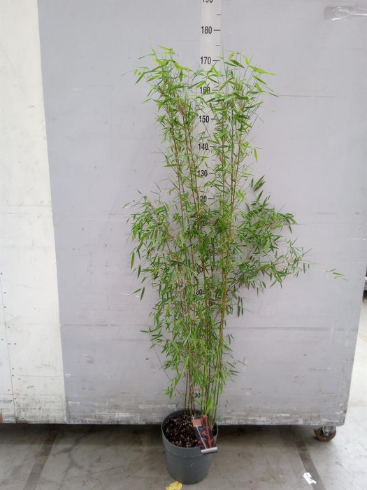 <h4>Fargesia  'Jiuzhaigou 1'</h4>