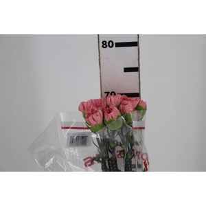 CRAVO KLEOS 070 CM