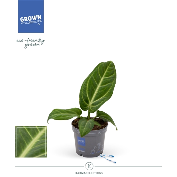 <h4>Botanische Anthurium - KARMA Villenaorum | 12 cm</h4>