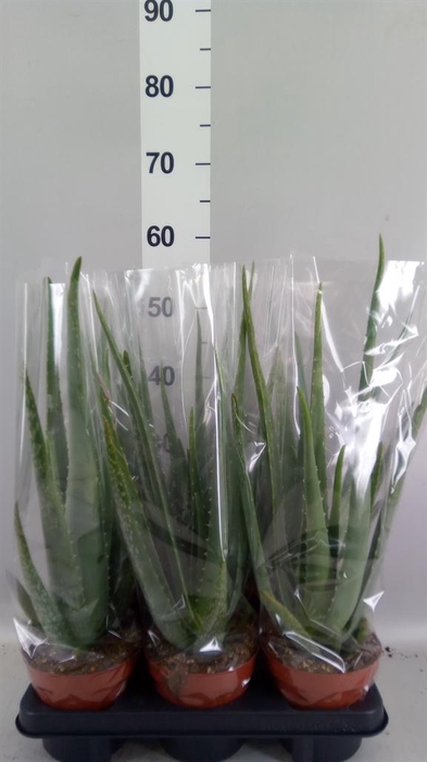 <h4>Aloe vera</h4>