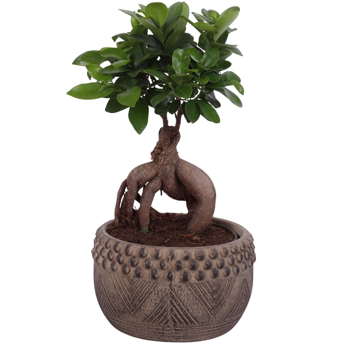 <h4>Ficus m. Ginseng Ball Shape Ø15cm in Ø19cm Ceramic EV665</h4>