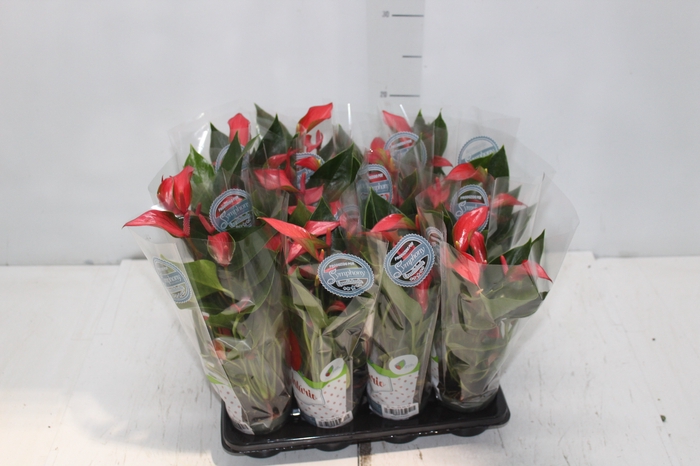 <h4>ANTHURIUM TRILLIONS RED P06</h4>