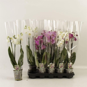 PHAL GEM