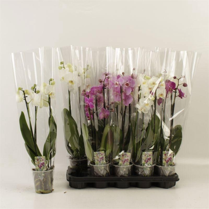 PHAL GEM