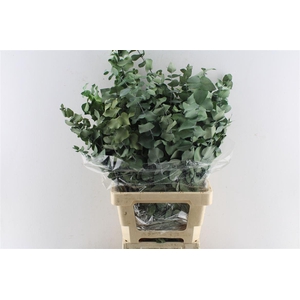 Euca Stuartiana Stab. Green