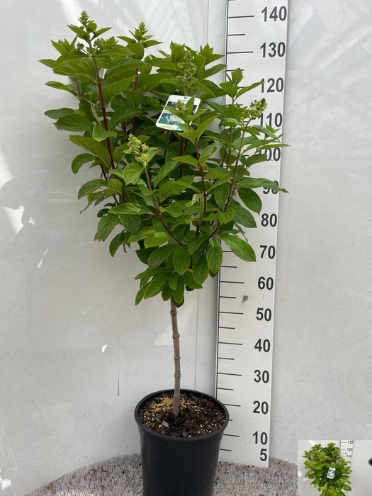 <h4>HYDR PA GRANDIFLORA</h4>